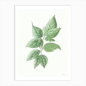 Mint Leaf Illustration 1 Art Print