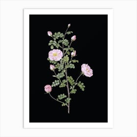 Vintage Pink Scotch Briar Rose Botanical Illustration on Solid Black n.0572 Art Print