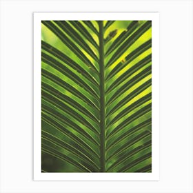 Close Up Of A Palm Leaf Art Print