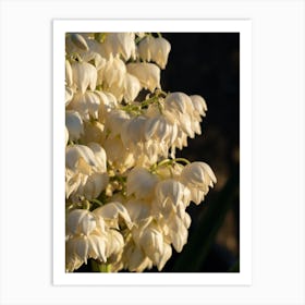 Blossoms of the Yucca Palm, Macro Art Print
