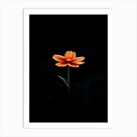 Single Orange Flower On Black Background 7 Art Print