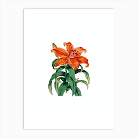 Vintage Thunberg's Orange Lily Botanical Illustration on Pure White n.0353 Art Print