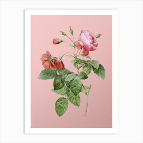 Vintage Pink Boursault Rose Botanical on Soft Pink n.0369 Art Print
