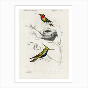 Different Types Of Birds, Charles Dessalines D'Orbigny 13 Art Print