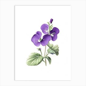 Violets Floral Quentin Blake Inspired Illustration 2 Flower Art Print