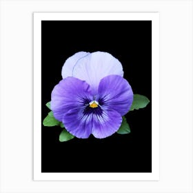 Pansy Art Print