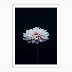 Gerbera Daisy 14 Art Print