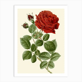 Red Rose 1 Art Print