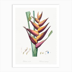 Parrot Heliconia Illustration From Les Liliacées, Pierre Joseph Redouté Art Print