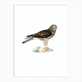 Vintage Hen Harrier Female Bird Illustration on Pure White n.0019 Art Print