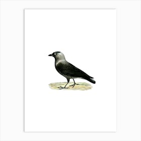Vintage Western Jackdaw Bird Illustration on Pure White n.0080 Art Print