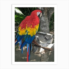 Arara Bird Nature art Animal  Art Print