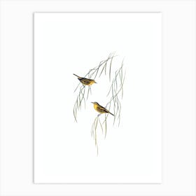 Vintage Yellow Zosterops Bird Illustration on Pure White n.0002 Art Print