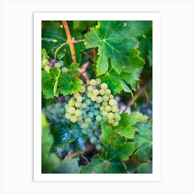 Grapes Of The Vine Art Print