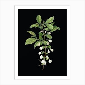 Vintage Mountain Silverbell Botanical Illustration on Solid Black n.0347 Art Print