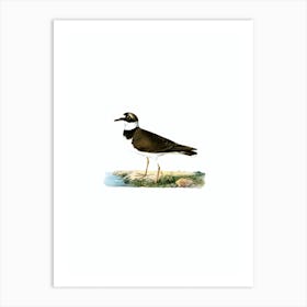 Vintage Little Ringed Plover Bird Illustration on Pure White n.0011 Art Print