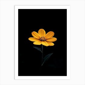 Single Yellow Flower On Black Background 1 Art Print