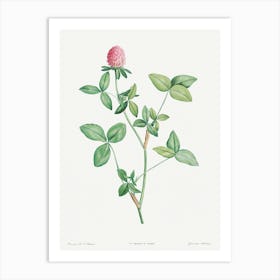 Clover Flower, Pierre Joseph Redoute Art Print