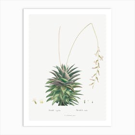 Aloe Rigida, Pierre Joseph Redoute Art Print