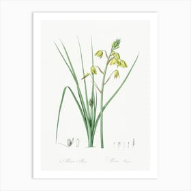 Slime Lily, Pierre Joseph Redoute Art Print