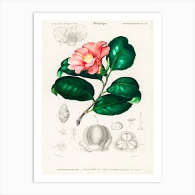 Camellia Japonica (Camélia Du Japon), Charles Dessalines D'Orbigny Art Print