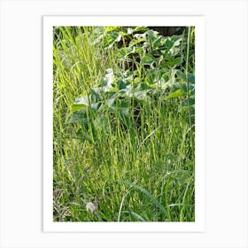 Tall Grass Art Print