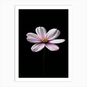 Pink Cosmos Flower 4 Art Print