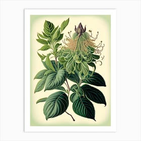 Wild Bergamot Wildflower Vintage Botanical Art Print