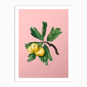 Vintage Hawthorne Botanical on Soft Pink n.0389 Art Print