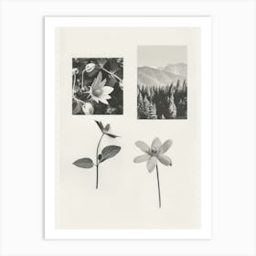 Columbine Flower Photo Collage 4 Art Print