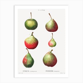 Pear, Pierre Joseph Redoute (7) Art Print