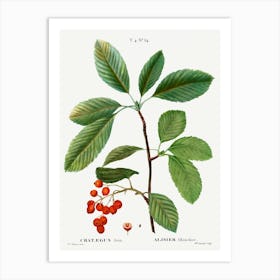 Whitebeam, Pierre Joseph Redoute Art Print