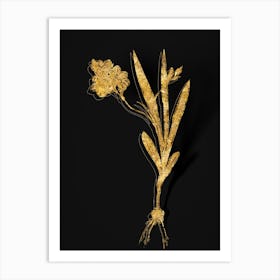 Vintage Ixia Miniata Botanical in Gold on Black n.0469 Art Print