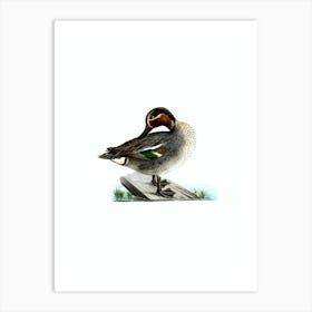 Vintage Eurasian Teal Duck Bird Illustration on Pure White n.0165 Art Print