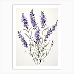 Lavender Flower Vintage Botanical 1 Art Print