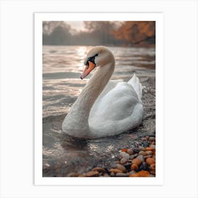 Swan In The Park 3 Art Print