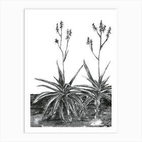 Charcoal Aloes Art Print
