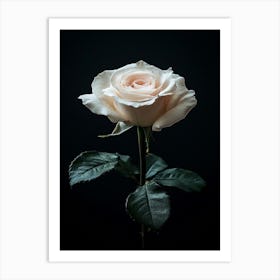 White Rose On Black Background 3 Art Print