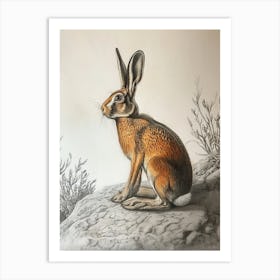 Beveren Rabbit Drawing 1 Art Print