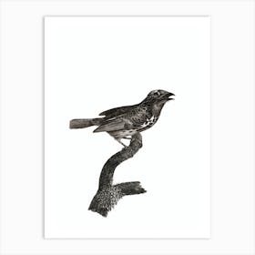 Vintage Gilded Barbet Bird Illustration on Pure White Art Print