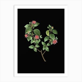 Vintage Crossberry Botanical Illustration on Solid Black n.0006 Art Print