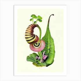 Ramshorn Snail  Botanical Art Print