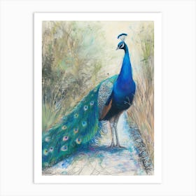 Peacock On The Path Scribble Portrait 4 Art Print