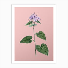 Vintage Morning Glory Flower Botanical on Soft Pink n.0326 Art Print