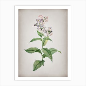 Vintage White Gillyflower Bloom Botanical on Parchment n.0845 Art Print