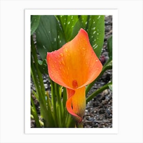 Orange Calla Lily - Photograph Art Print