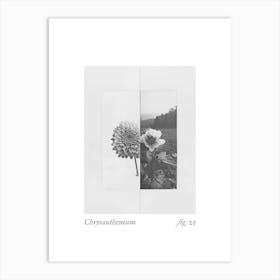 Chrysanthemum Botanical Collage 1 Art Print