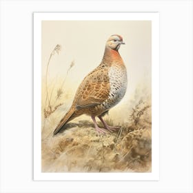 Vintage Bird Drawing Grouse 1 Art Print