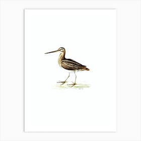 Vintage Common Snipe Bird Illustration on Pure White n.0187 Art Print