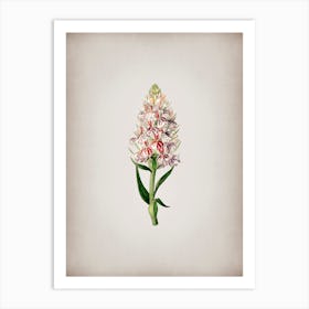 Vintage Leafy Spiked Orchis Flower Botanical on Parchment n.0126 Art Print